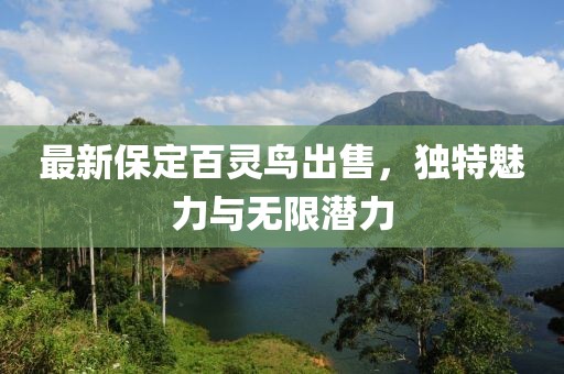 最新保定百靈鳥出售，獨(dú)特魅力與無限潛力