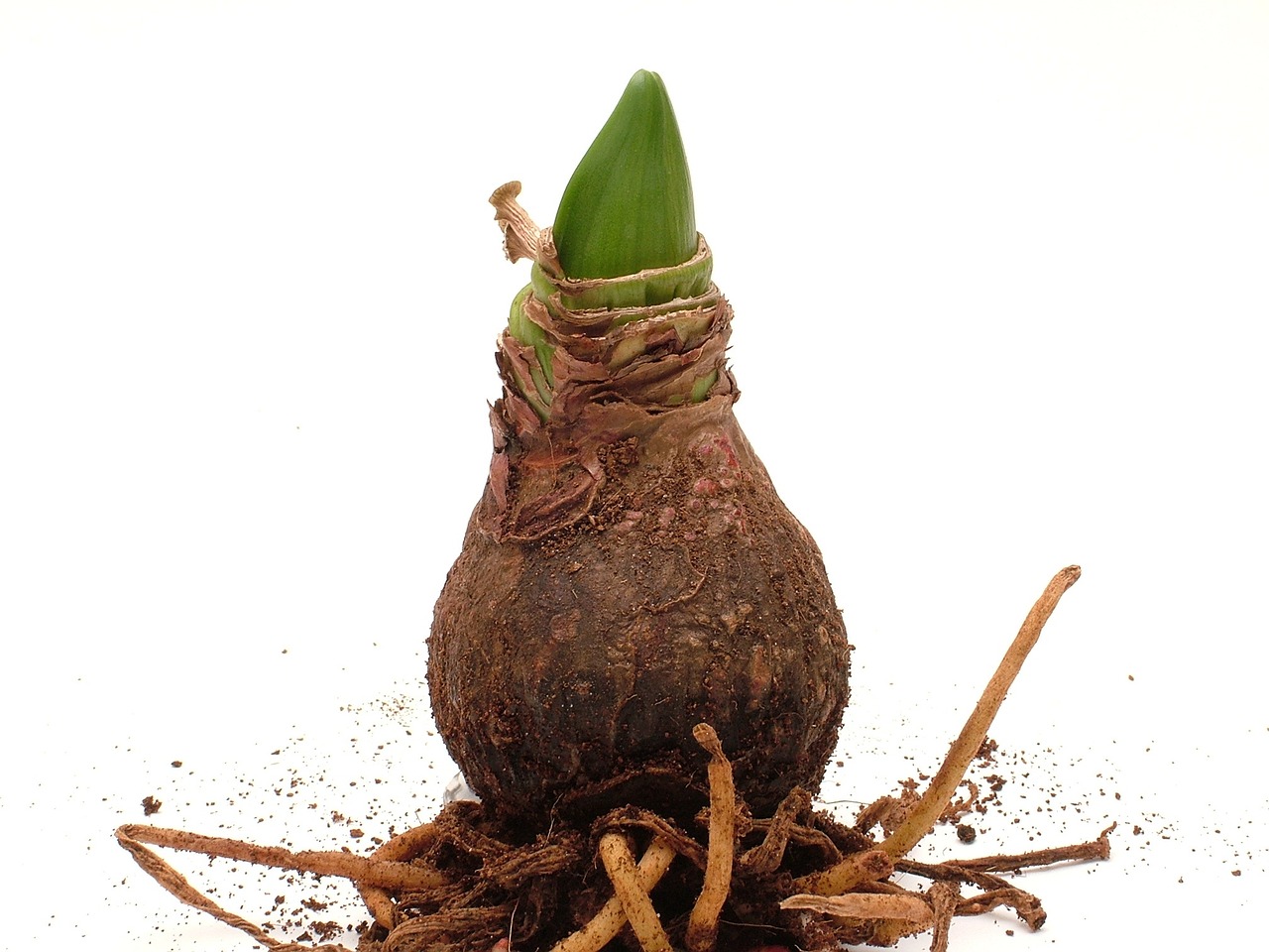 芋頭最新高產栽培技術與種植指南