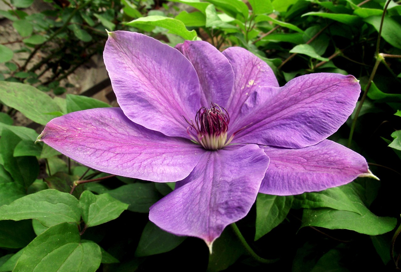保定朝陽花園最新動(dòng)態(tài)揭秘，未來美好藍(lán)圖展望