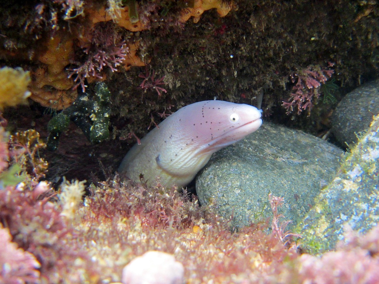 探索海洋霸權，最新360海島奇兵下載指南