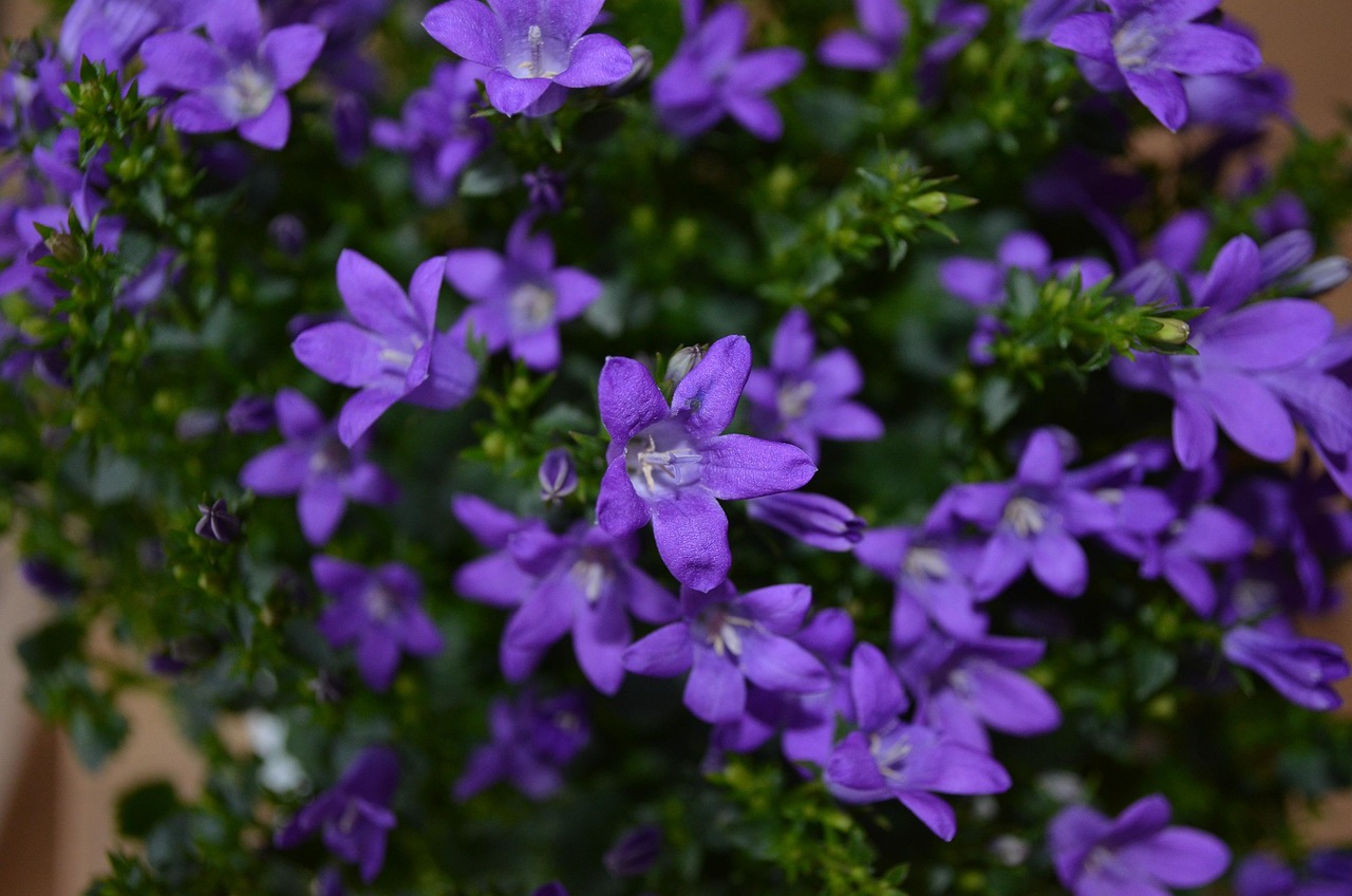 燕郊四季花都最新動態(tài)，城市未來之花綻放，花朵與都市共成長