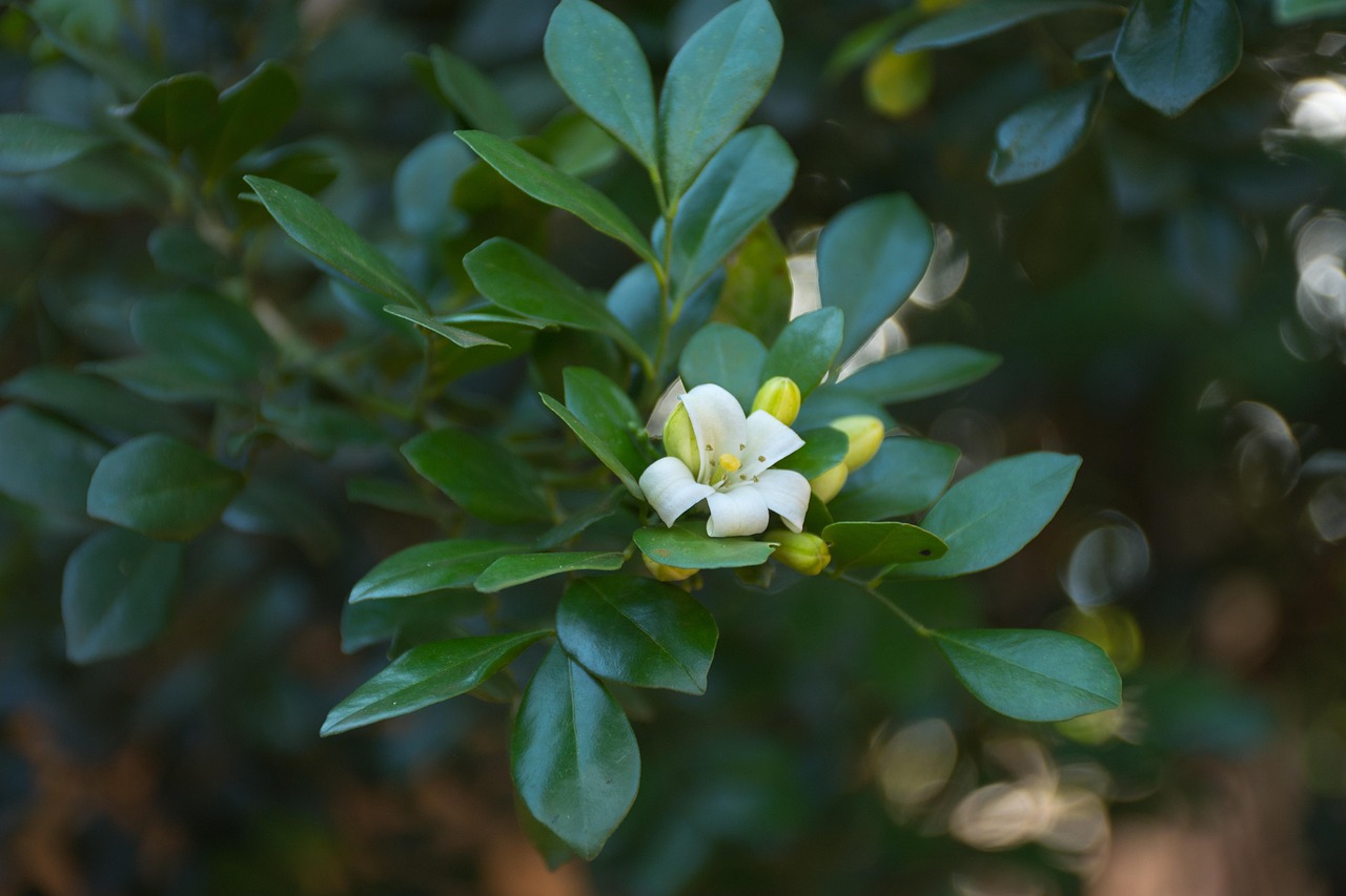 中醫(yī)藥法最新動態(tài)，邁向現代化與規(guī)范化的新征程